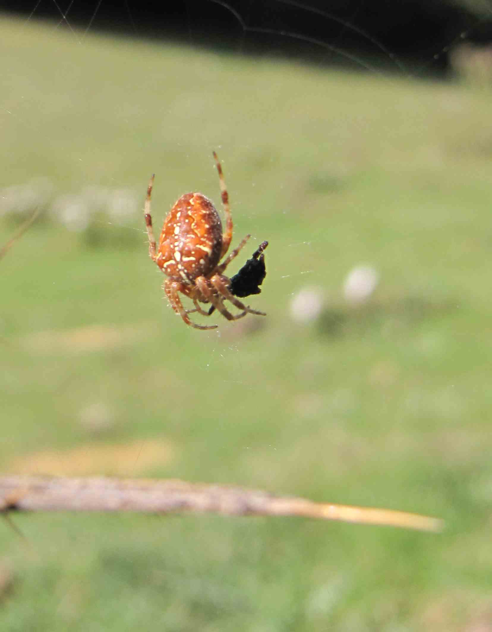 Araneus diadematus - Monte Livata (Lazio)